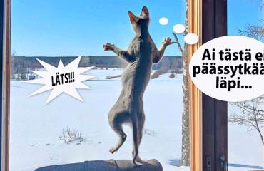 T SS ON VIIKON HAUSKA KUVA KATSO OLIKO SE SINUN 